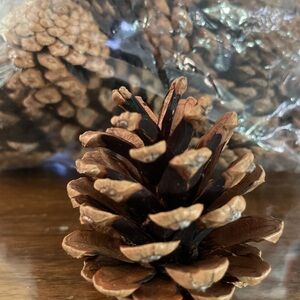 Natural Pine Cone Holiday Decorate for winter with pine ones